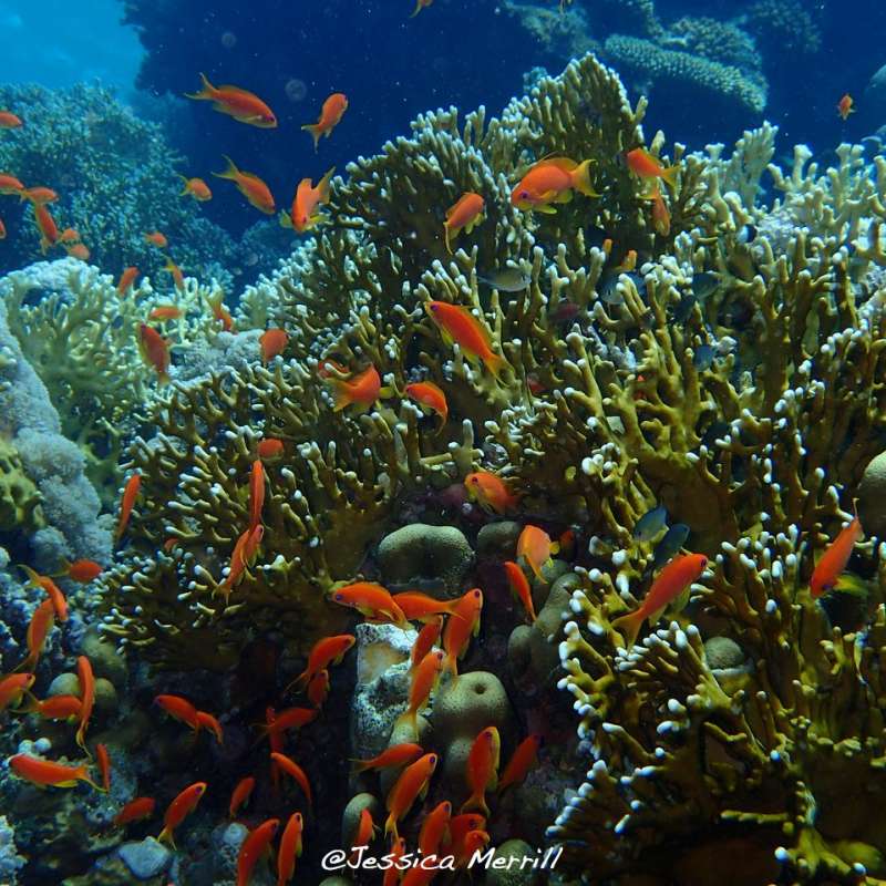 Red Sea Fish ID | Dive and Cruise